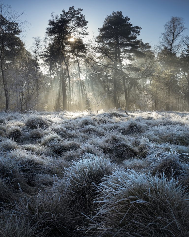 Winter Wonderland