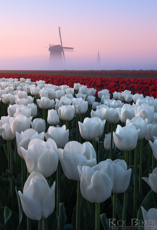 Foggy spring tulips