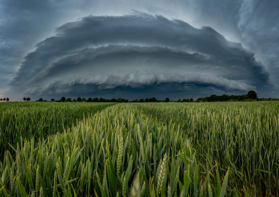 Shelf überm Roggenfeld