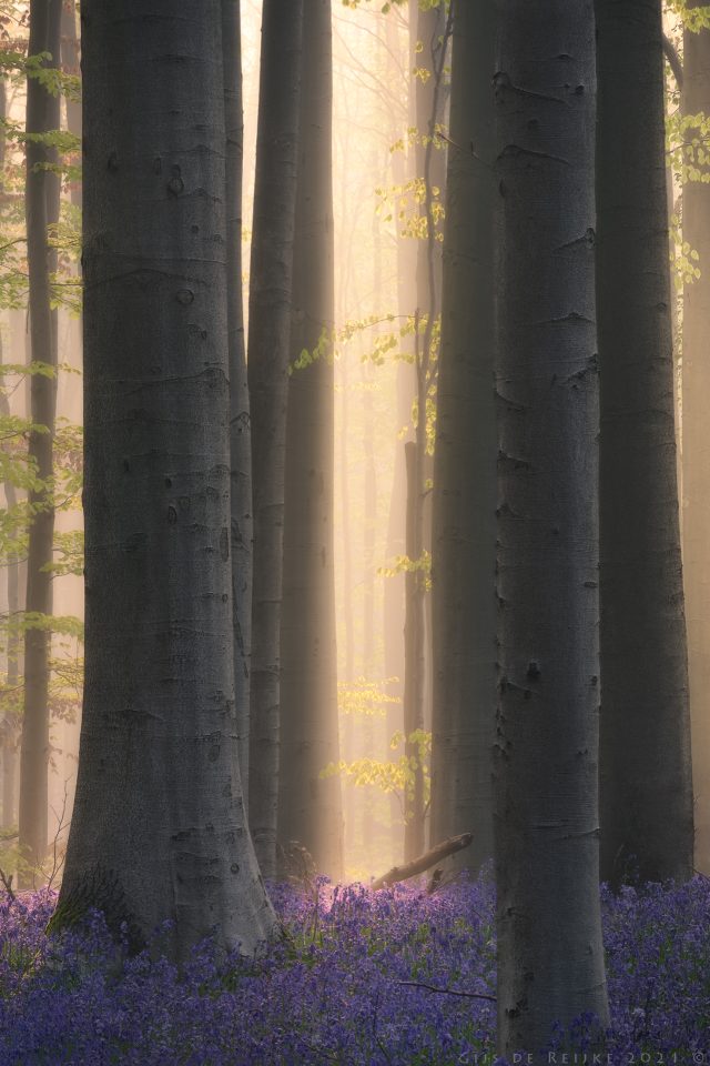 Warm Light In The Misty Bluebell Forest