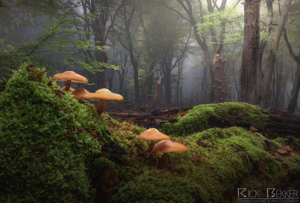 Speulderbos
