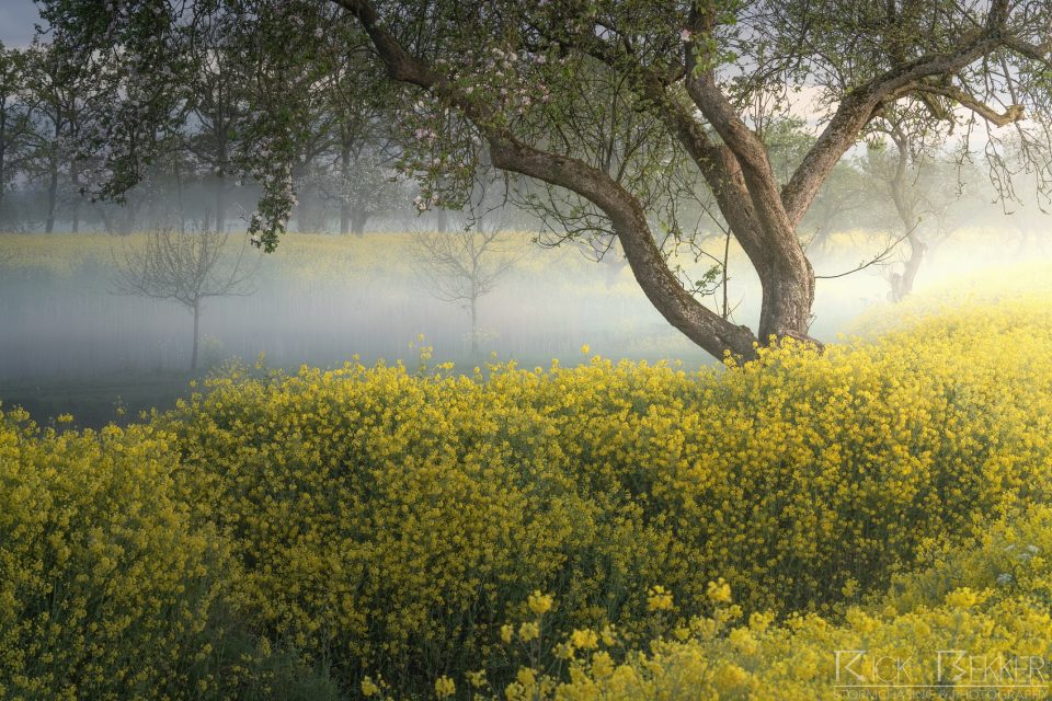 Spring flowers