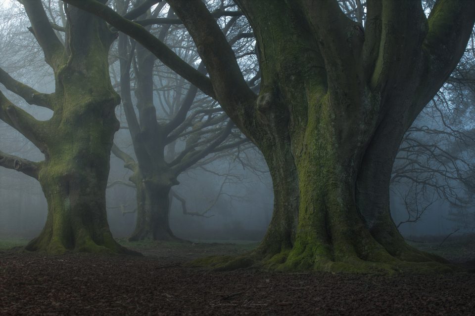 Giants in the Fog