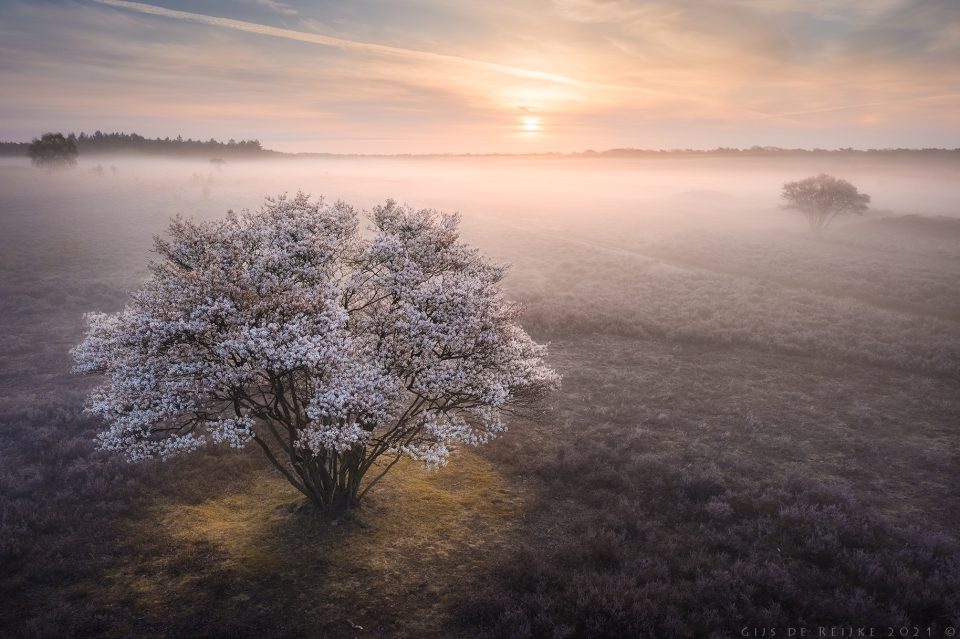 Amelanchier - Spring