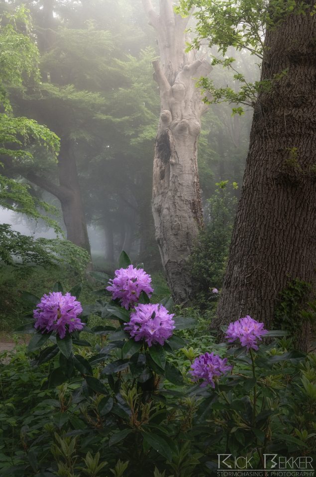 Spring morning