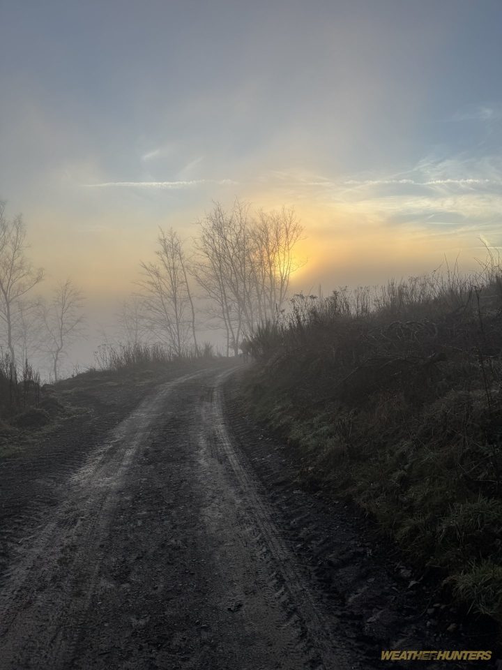 Nebelwald