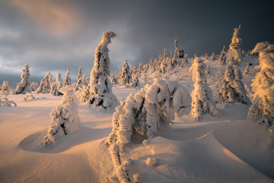 Schneewehen im Schwarzwald
