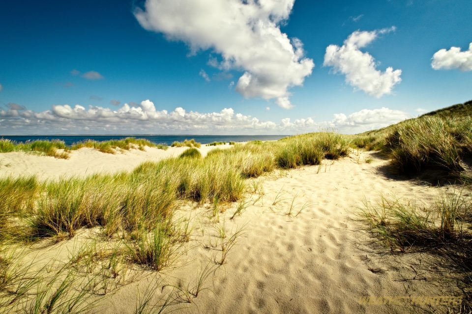 beach grass