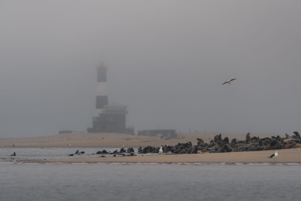 Nebel an den Robbenkolonien von Pelican Point (Walvis Bay/Namibia)