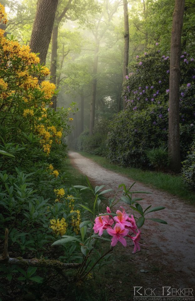 Spring morning