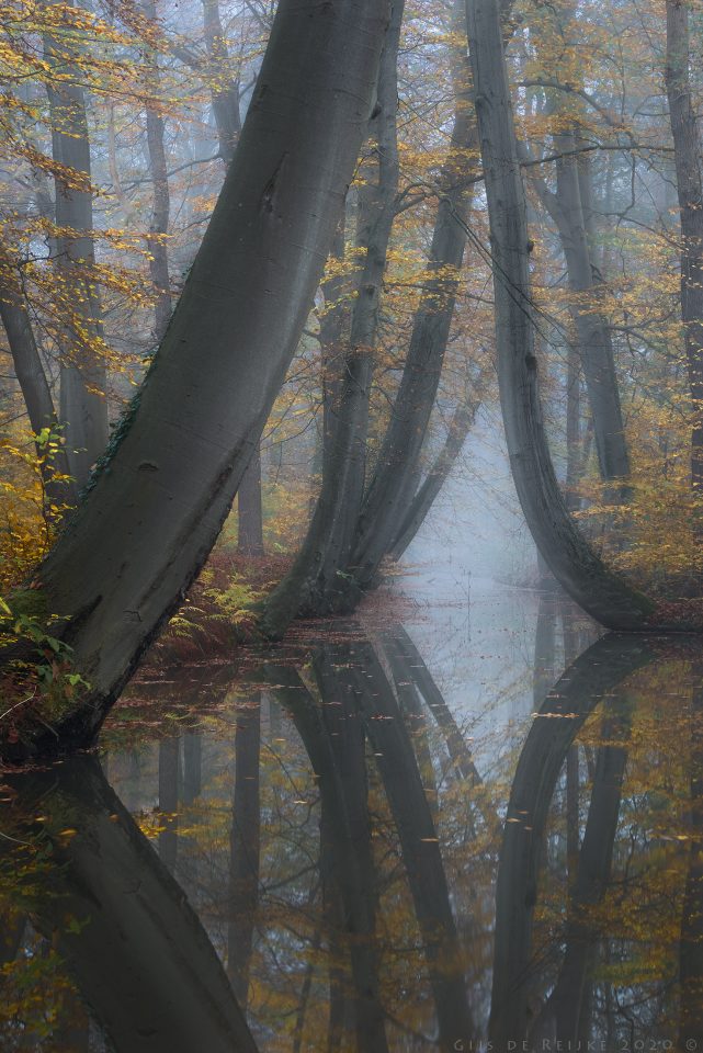 Bending Beeches