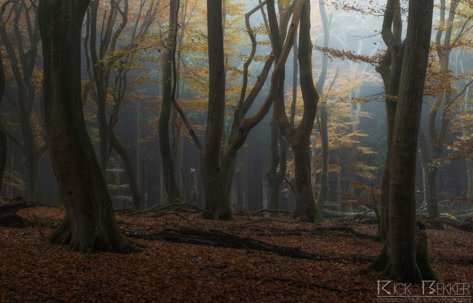 Speulderbos Autumn