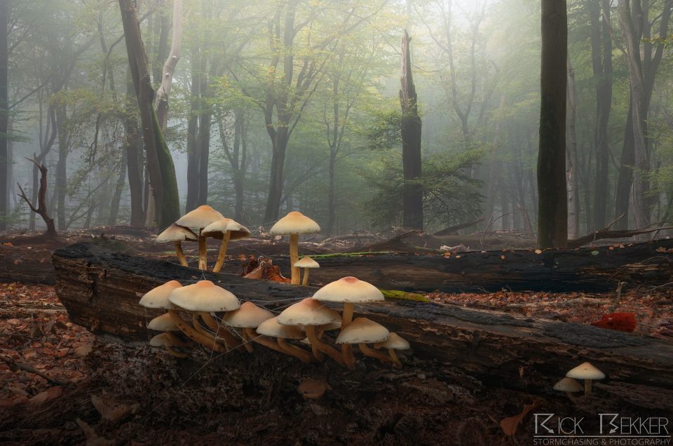 Speulderbos