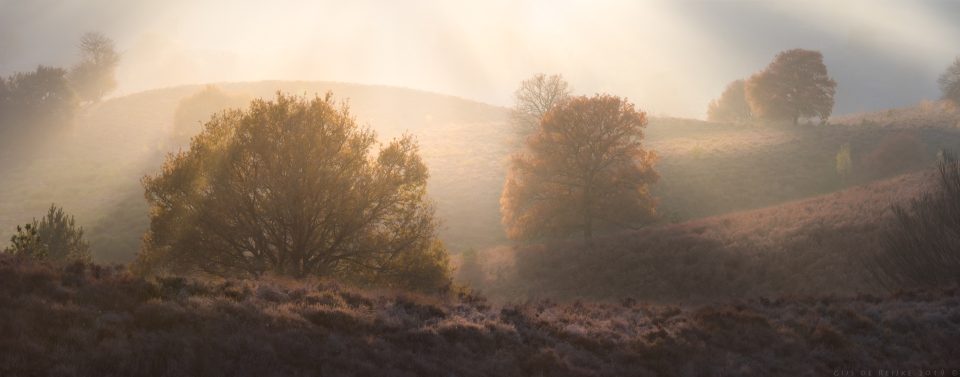 Colourful Oaks At The End Of Autumn