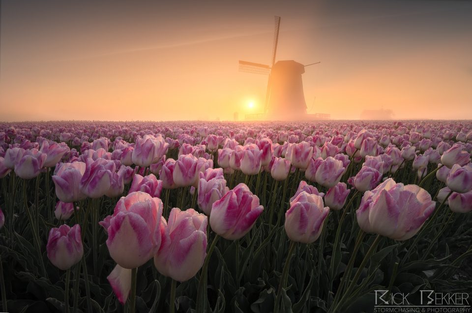Foggy spring tulips
