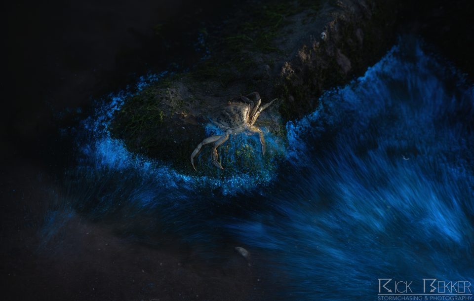 bioluminescence