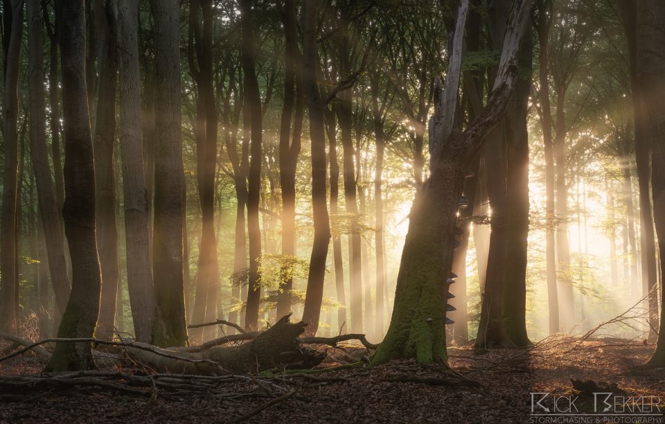 Speulderbos magic