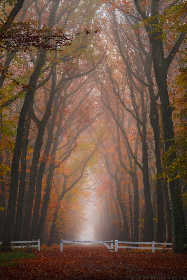 Red Oak Lane