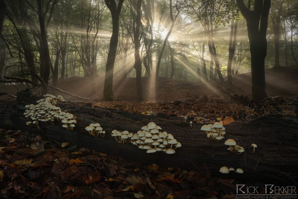 Speulderbos Magic