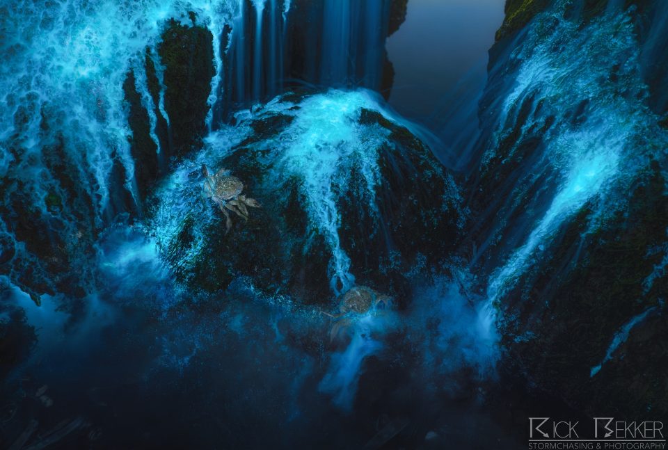 bioluminescence