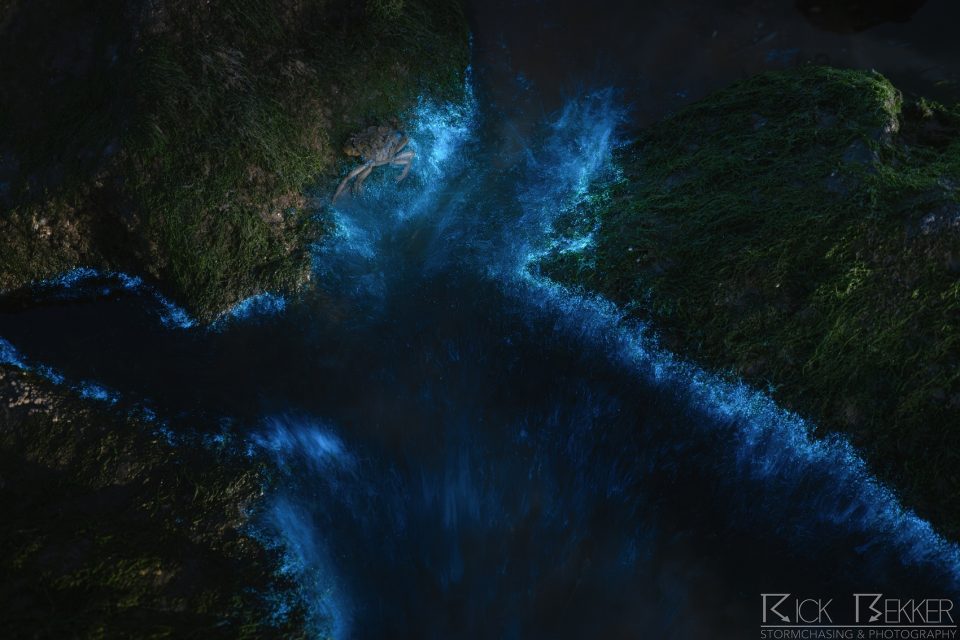 bioluminescence