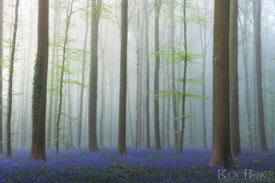 Hallerbos spring vibes