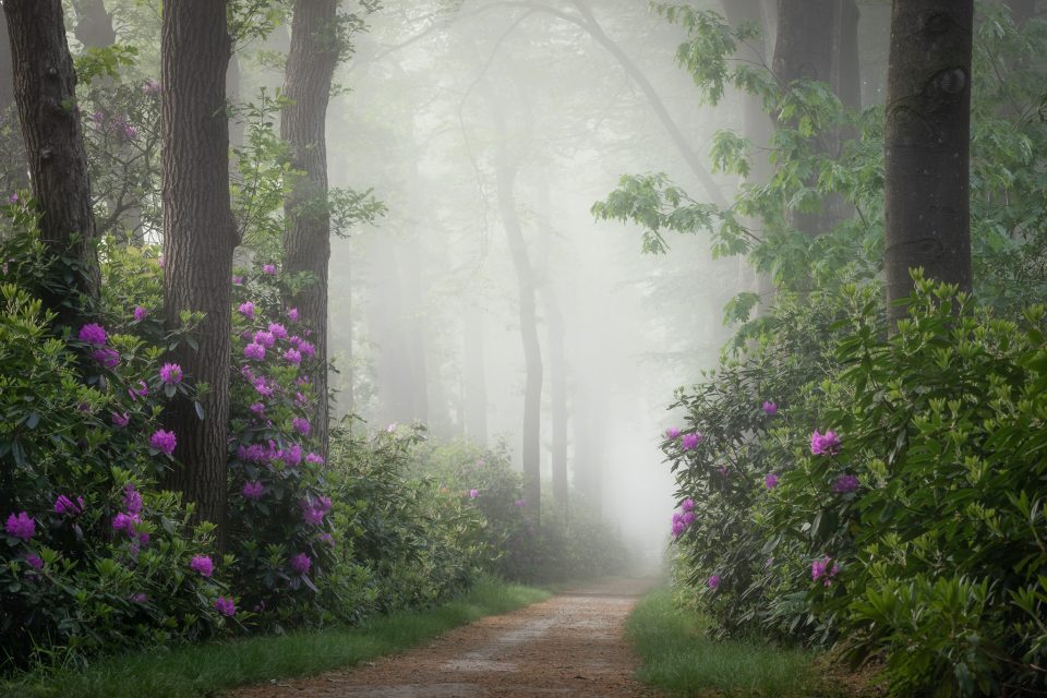 flower fog