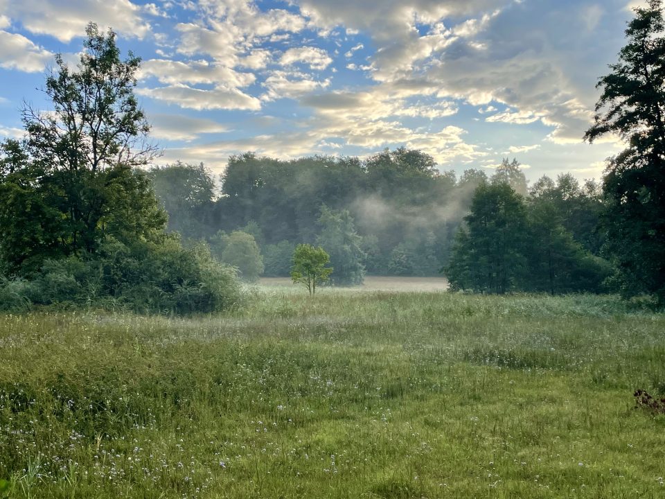 Morgenstimmung auf der Feldwiese
