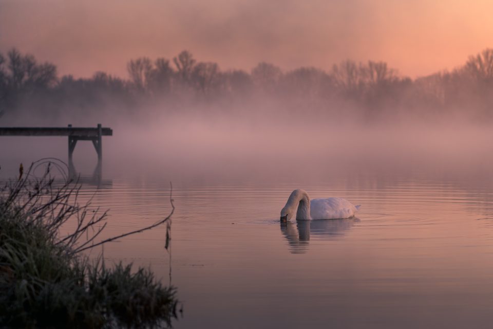 Der Schwan im Nebel