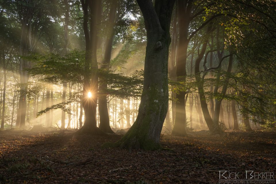 Speulderbos Magic