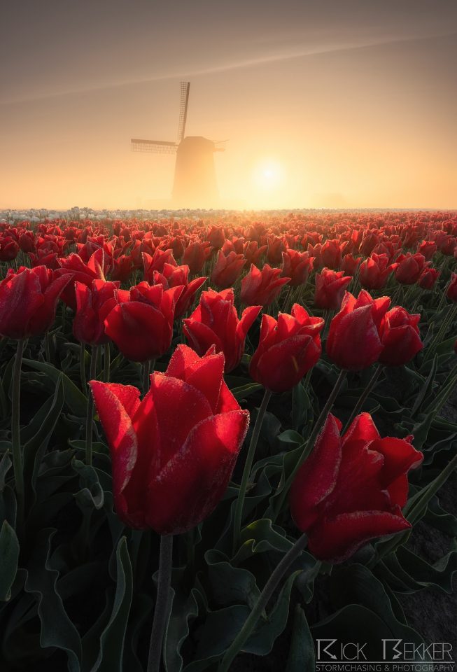 Foggy spring tulips