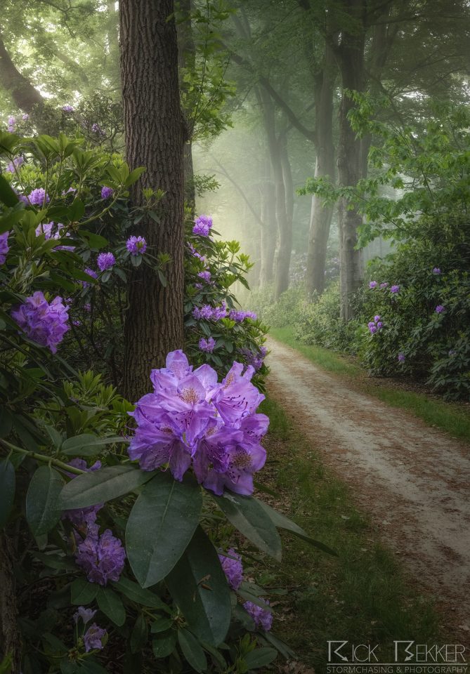 Spring morning