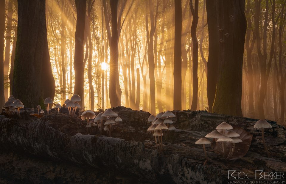Speulderbos Magic