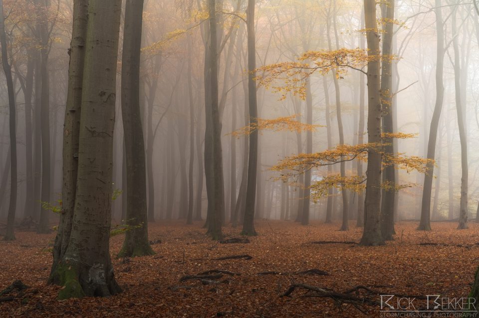 Speulderbos Autumn