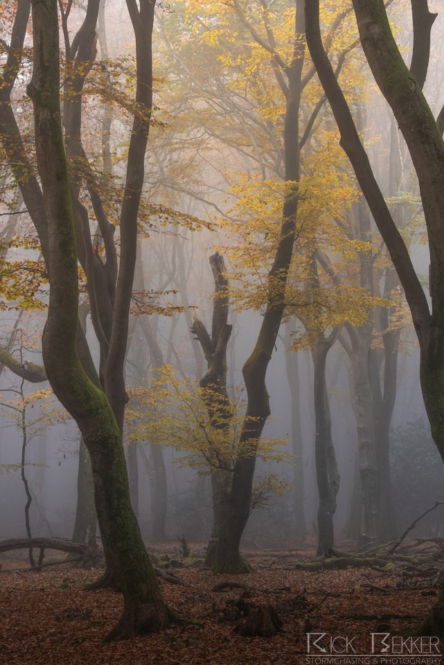 Speulderbos Autumn