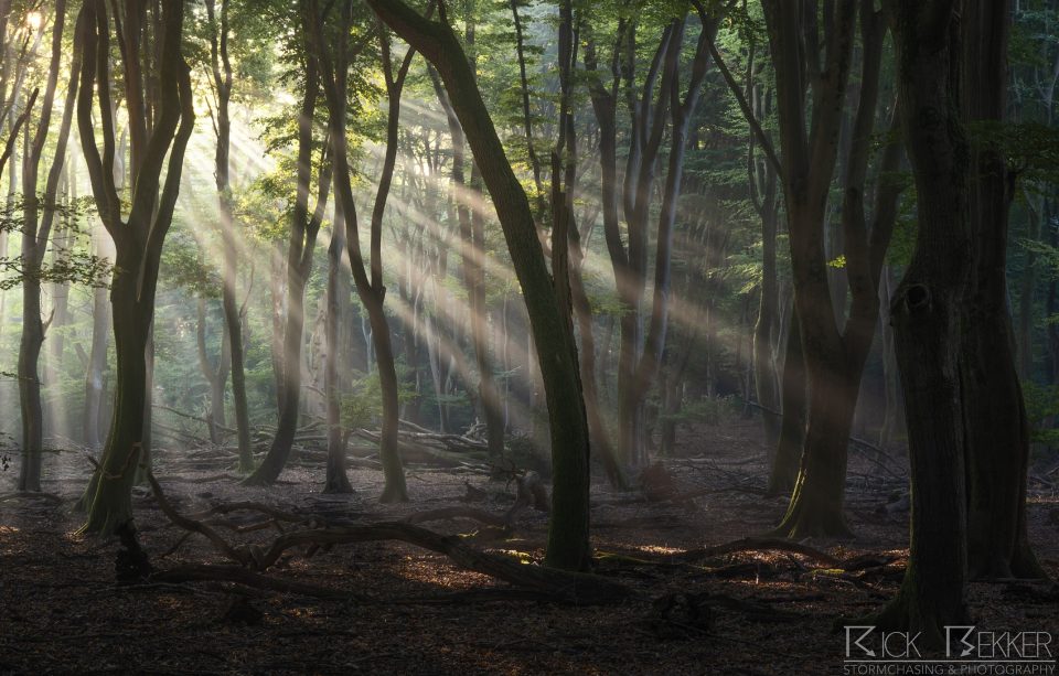 Speulderbos Magic