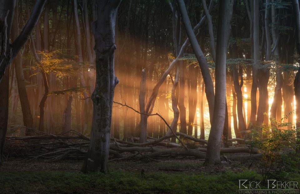 Speulderbos magic