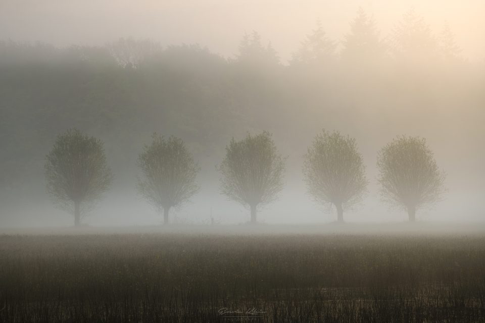 Foggy Moments