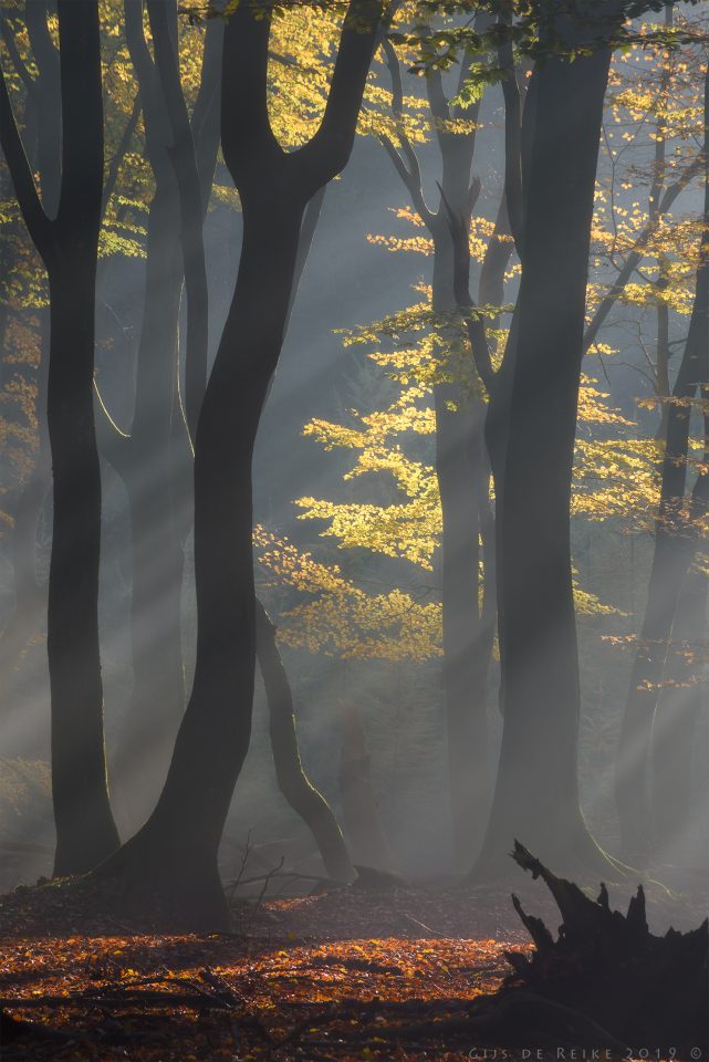 Golden Leaves