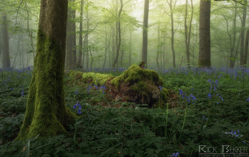 Hallerbos spring vibes
