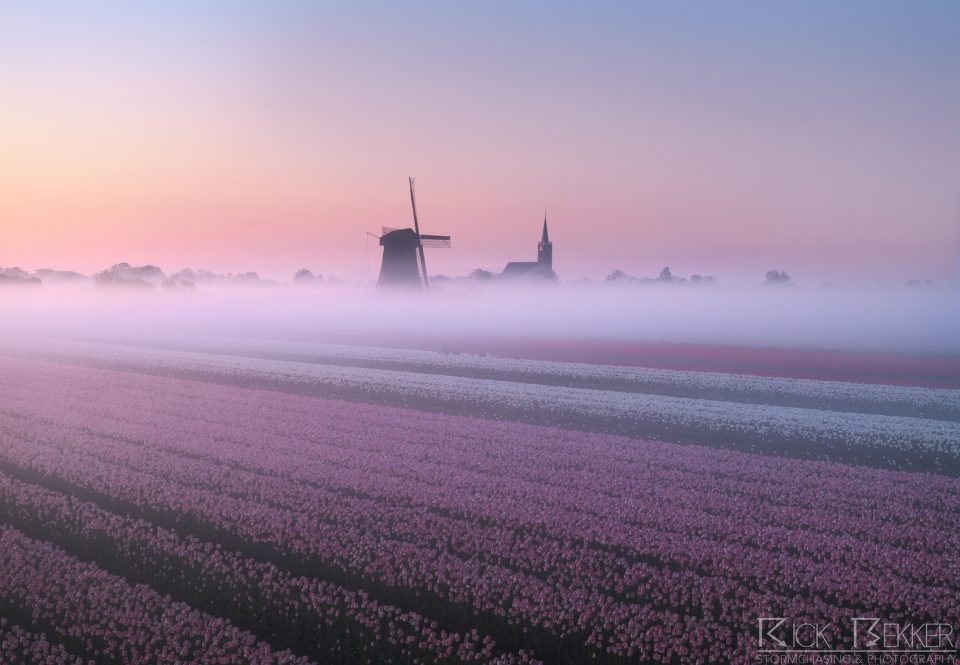 Foggy spring tulips