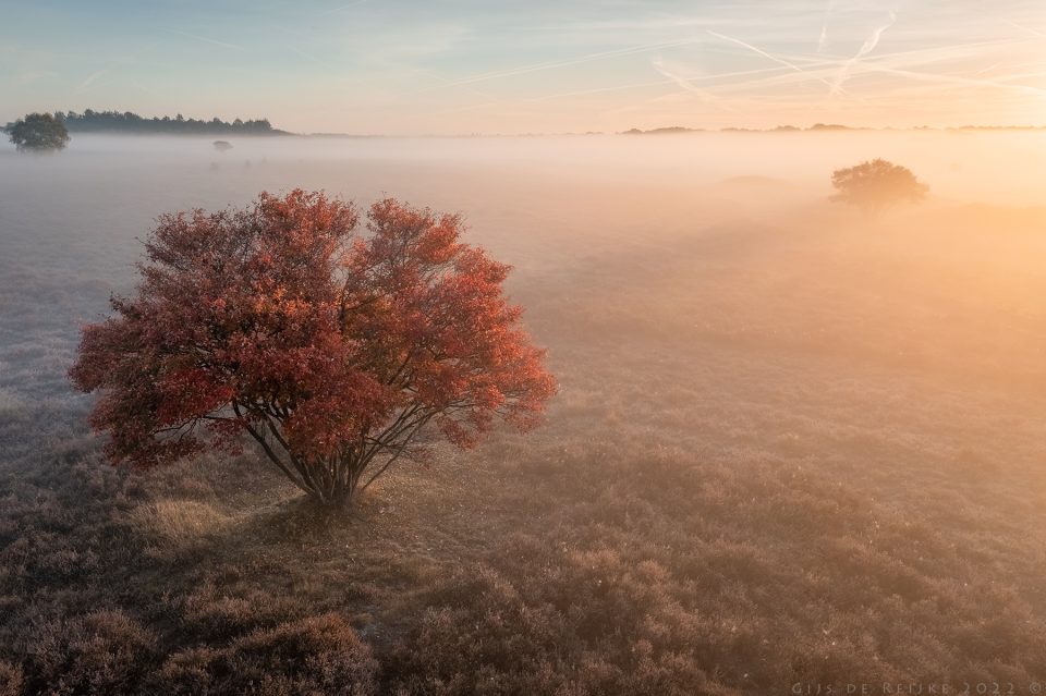 Amelanchier - Autumn