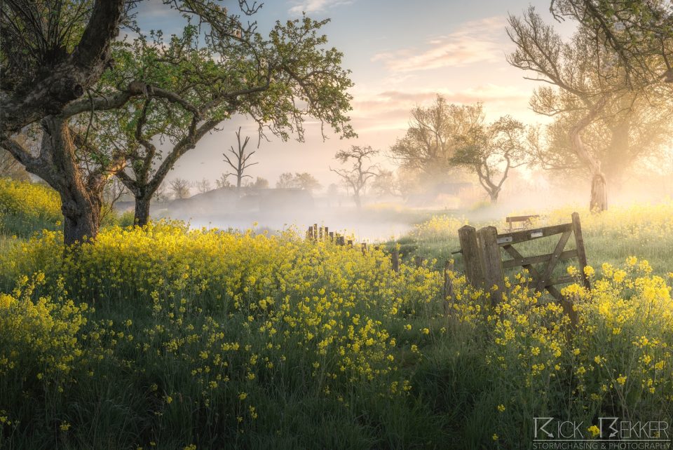 Spring flowers