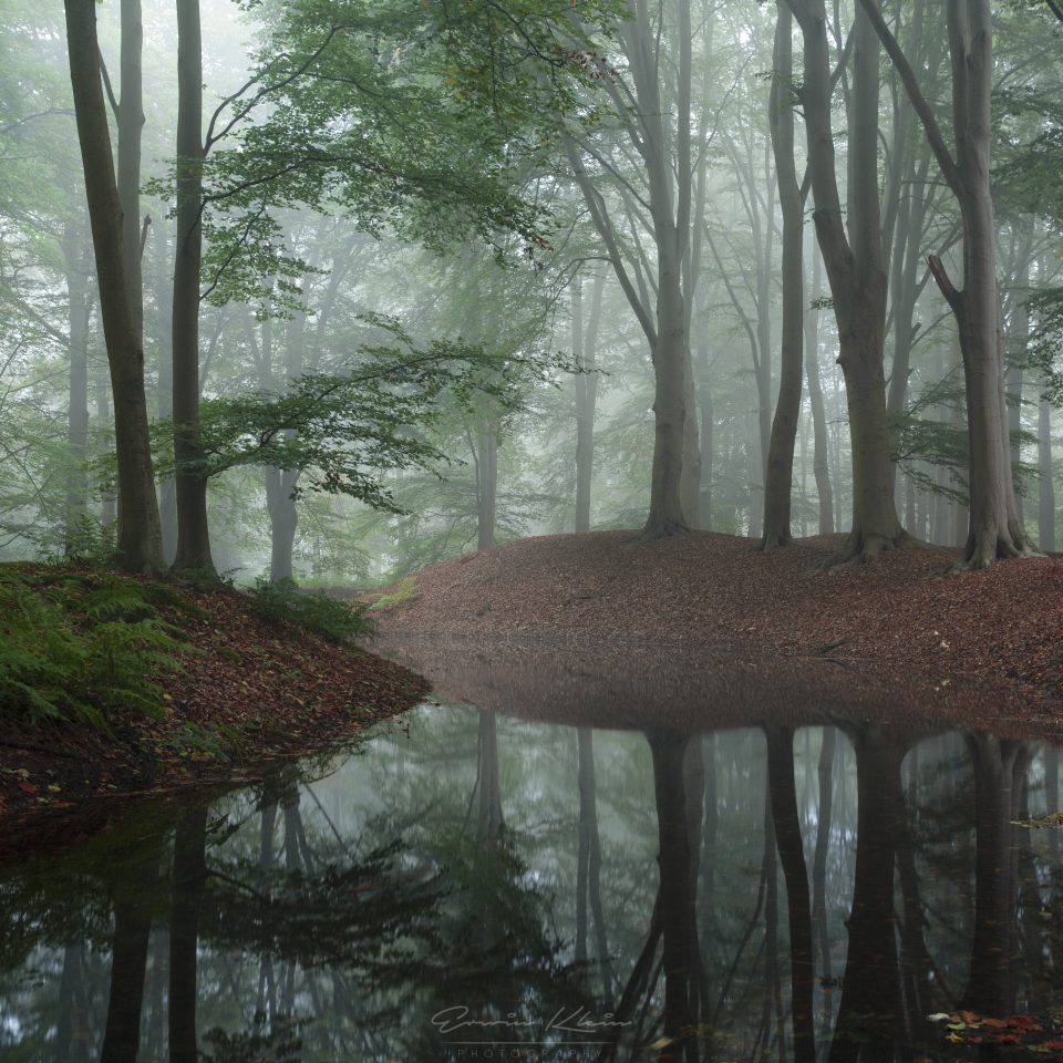 Foggy Forest
