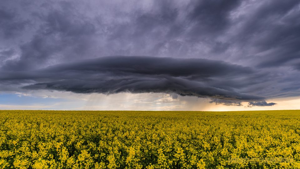Gewitter über dem Rapsfeld