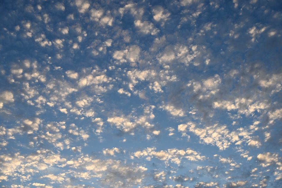 Schäfchen im Abendlicht