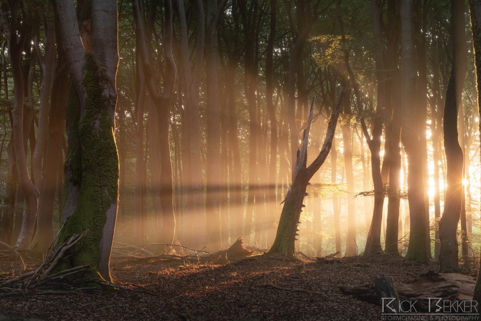 Speulderbos magic