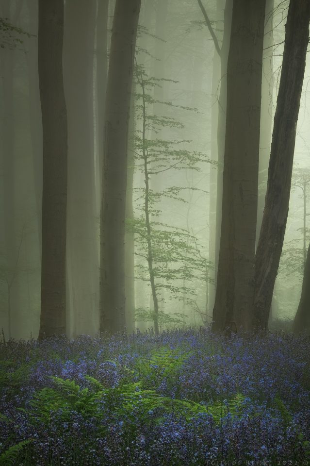 Small World In The Bluebell Forest