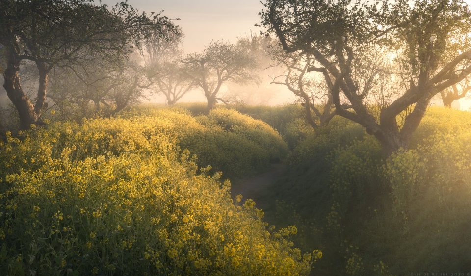 A Sea Of Yellow