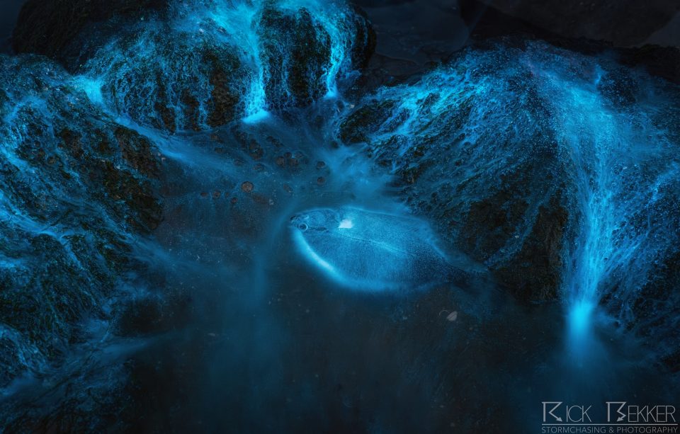 bioluminescence
